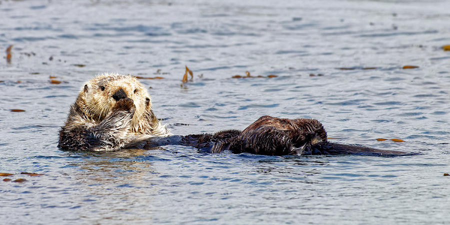 Faux Pas - Sea Otter Photograph by KJ Swan