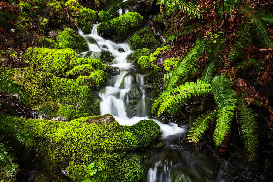 Favorite Brook Photograph by Thomas Ashcraft