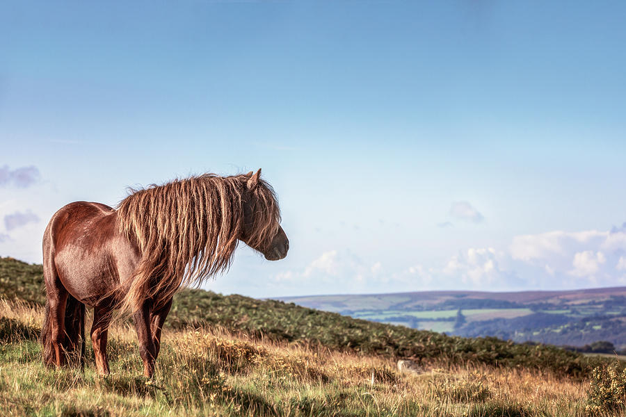 Favourite Daydream - Horse Art Photograph by Lisa Saint