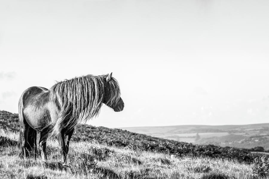 Favourite Daydream II - Horse Art Photograph by Lisa Saint