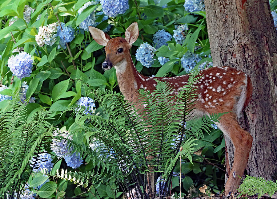 Fawn and Flower Photograph by Gina Fitzhugh