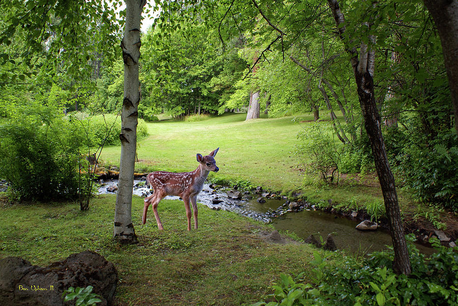 Fawn at Finch Arboretum Photograph by Ben Upham III