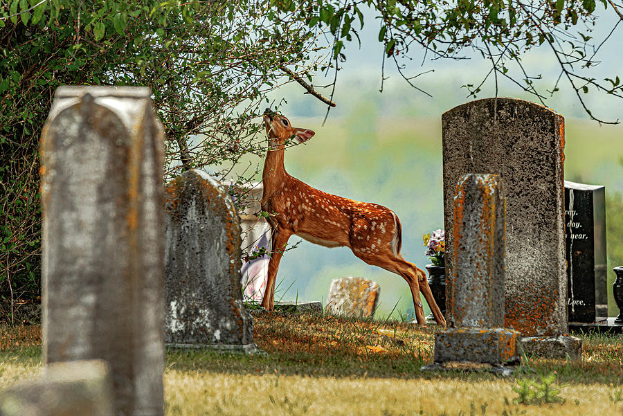 Fawn At Green Hill Cemetery Photograph