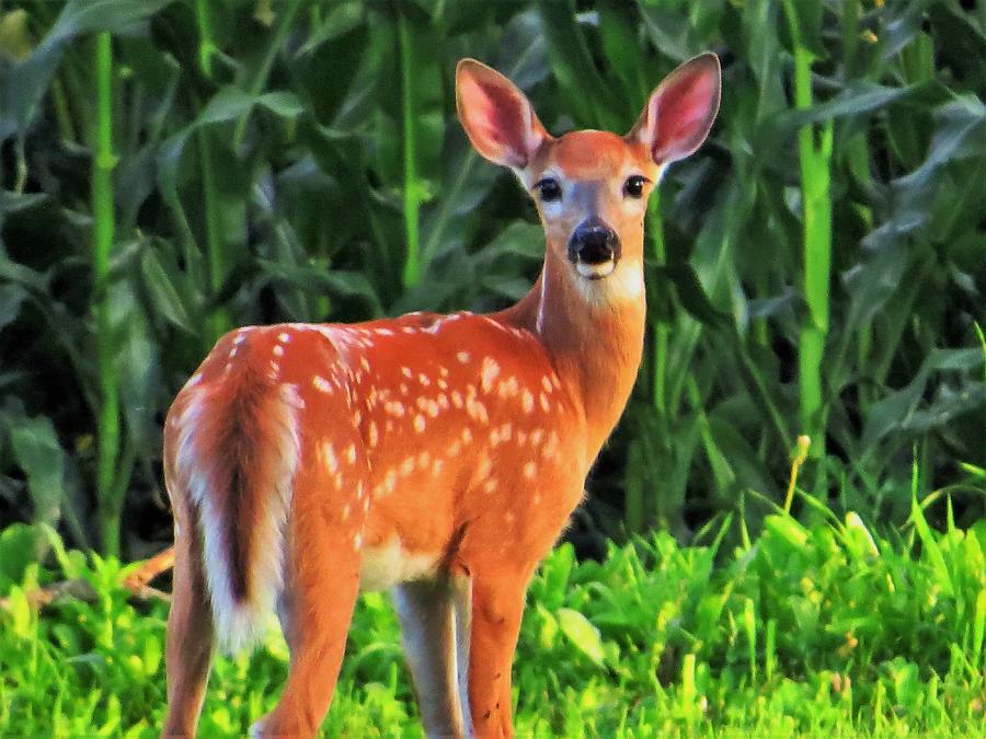 Fawn at the Edge  Photograph by Lori Frisch