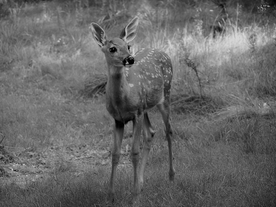 Fawn Black and White Photograph by Lisa Lindgren - Fine Art America