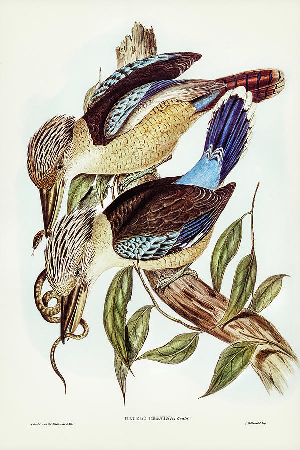 John Gould Drawing - Fawn-breasted Kingfisher, Dacelo corvina by John Gould
