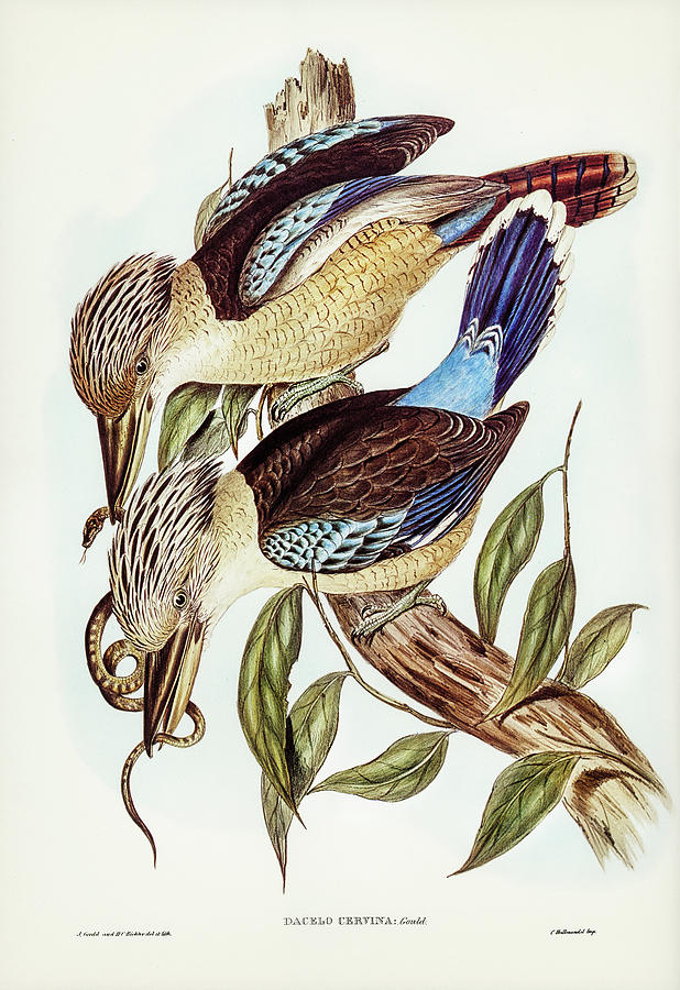 Fawn-breasted Kingfisher. Kookaburra Mixed Media by World Art Collective