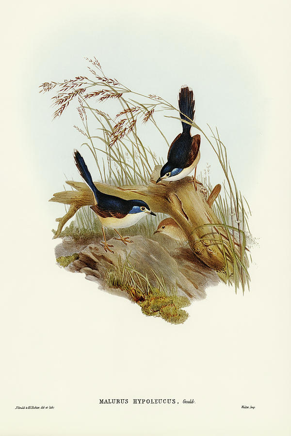 John Gould Drawing - Fawn-breasted Superb Warbler, Malurus hypoleucus by John Gould