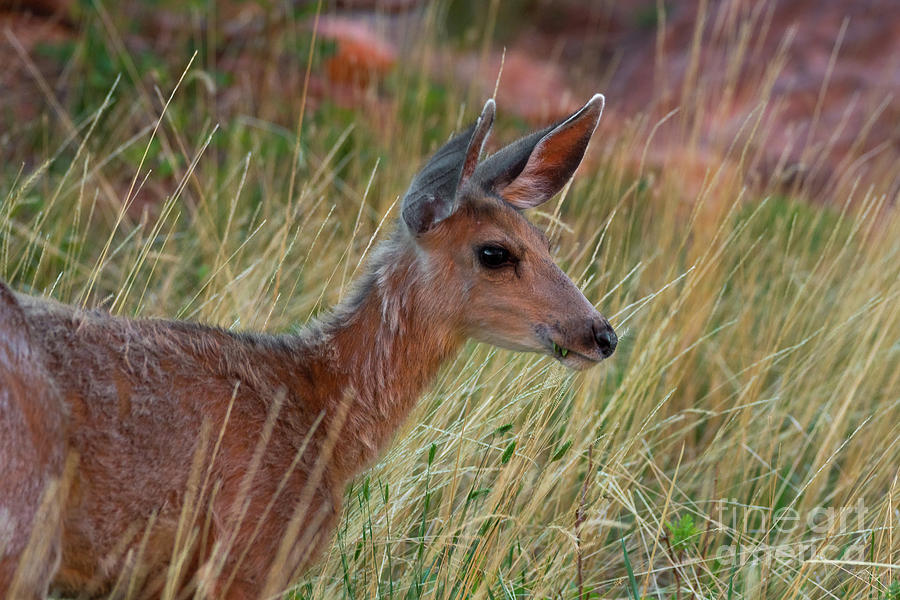 Fawn Eating In The Colorado Grass Photograph by Jennifer White
