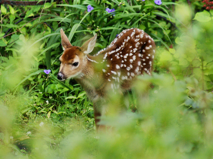 Fawn Exploring Photograph by Russel Considine