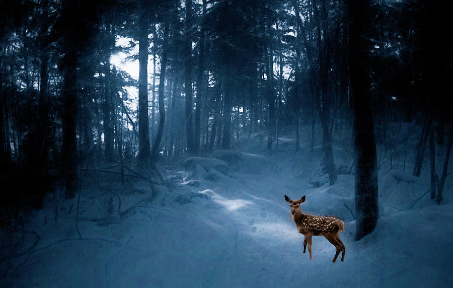 Fawn in a Blue Winter Wood Photograph by Wayne King