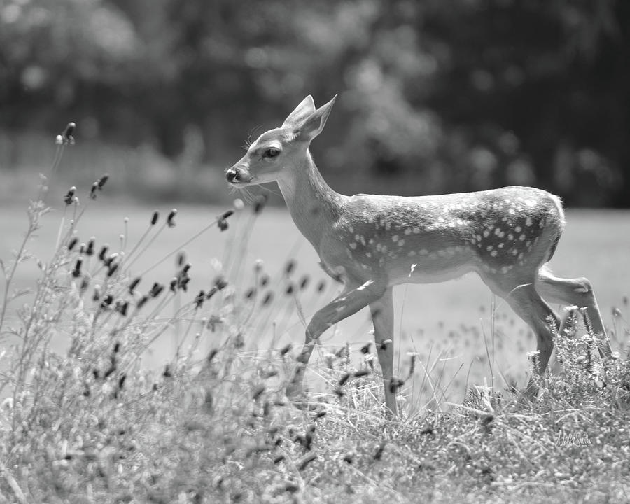 Fawn in Spring Black and White Digital Art by Nikki Marie Smith