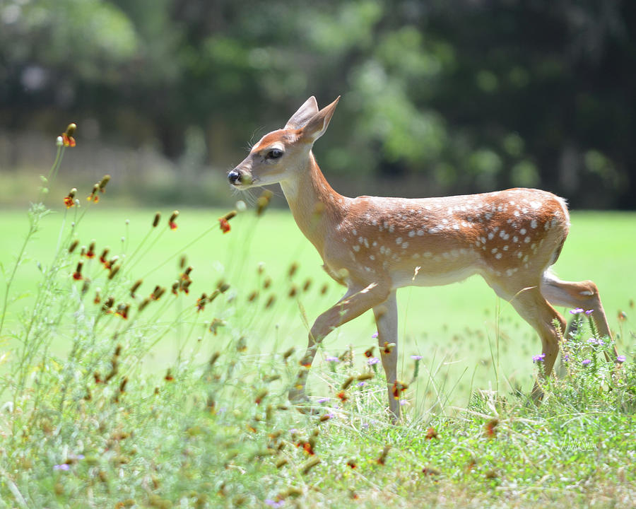 Fawn in Spring Photograph by Nikki Marie Smith