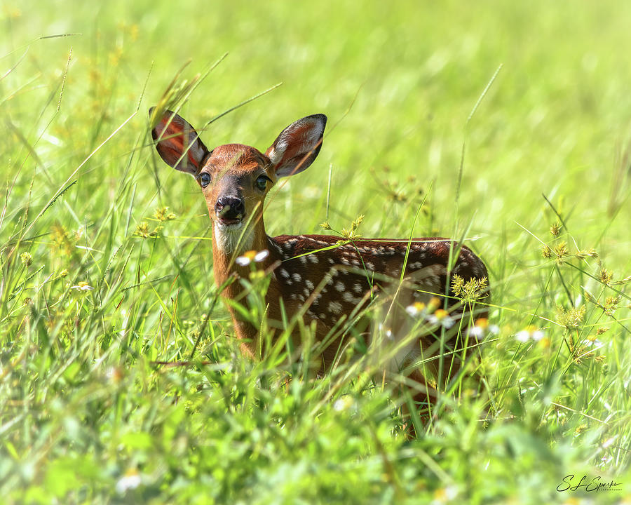 Fawn In Sunny Grass Photograph by Steven Sparks