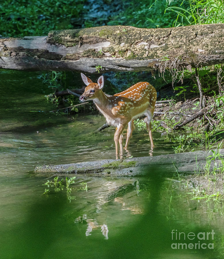 Fawn in the Creek Photograph by Sandra Rust