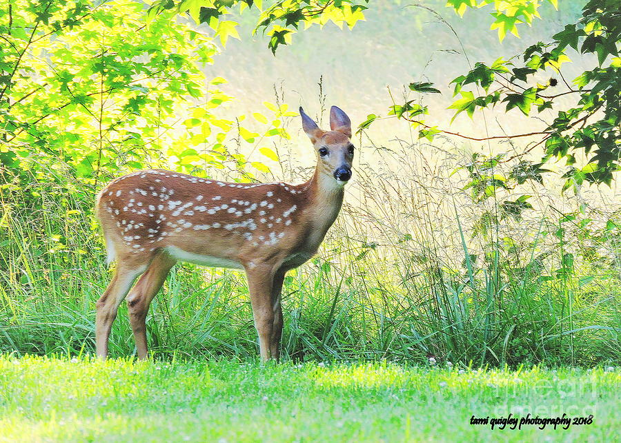 Deer Photograph - Fawn In The Evening Shade  by Tami Quigley