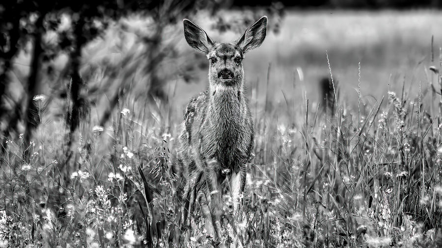Fawn in the Meadow, Black and White Photograph by Marcy Wielfaert