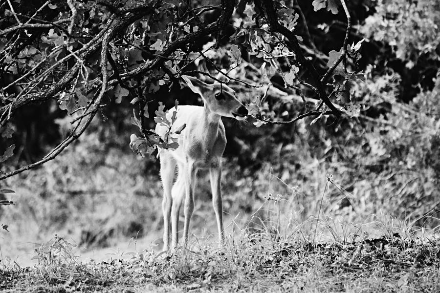 Fawn in Woods Black and White Photograph by Gaby Ethington