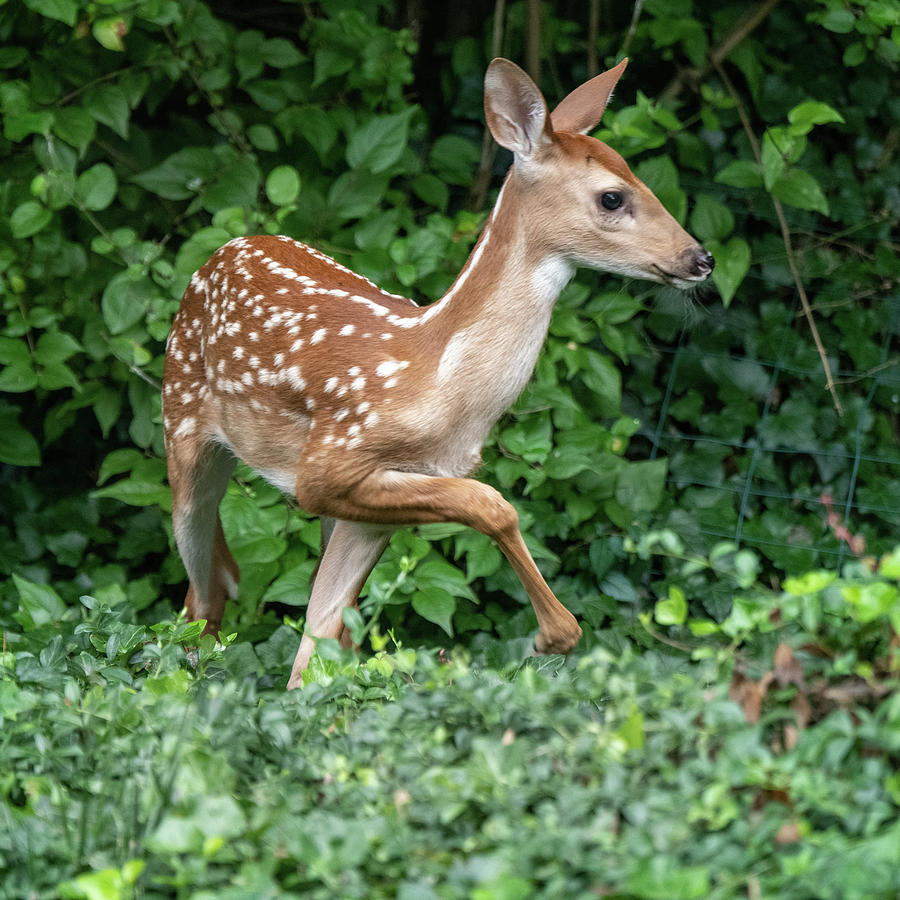 Fawn in Woods Photograph by Running Brook Galleries - Fine Art America