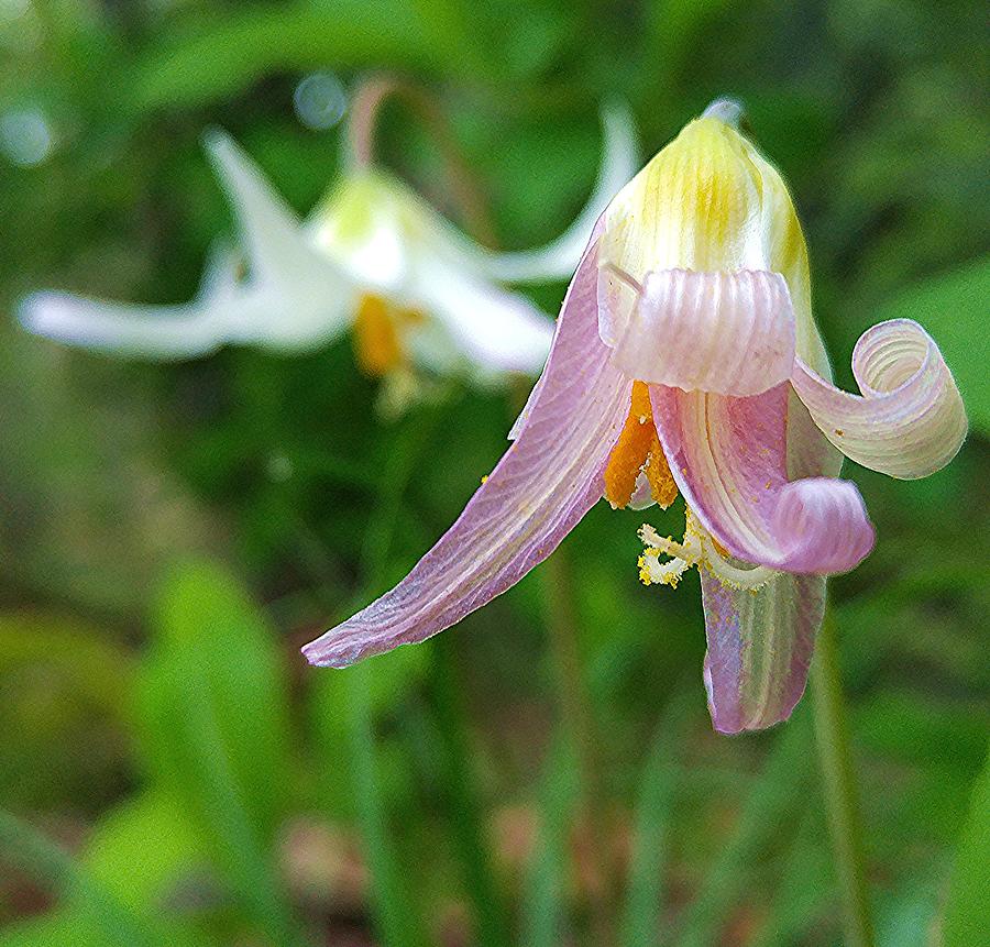 Fawn Lily Photograph by Fred Bailey