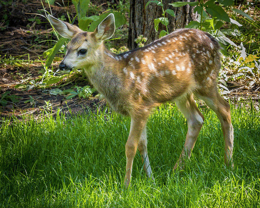 Fawn Photograph by Mark Mille