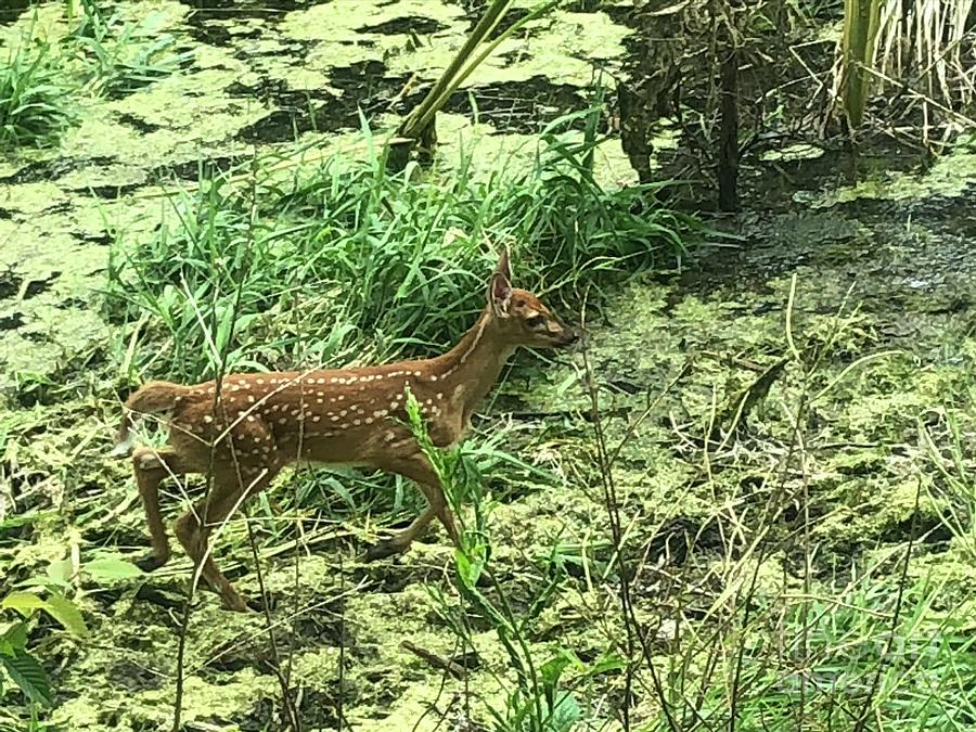 Fawn on the Fourth of July  Photograph by Mark Messenger