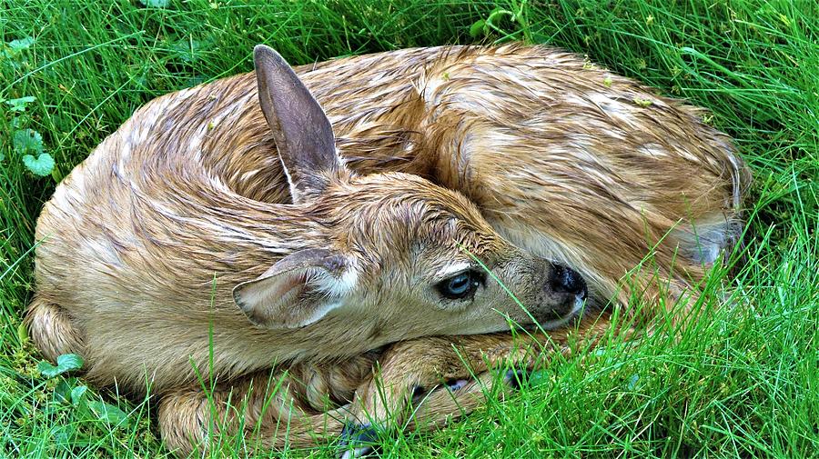 Fawn, one day old, New Jersey Photograph by Agnieszka Gerwel