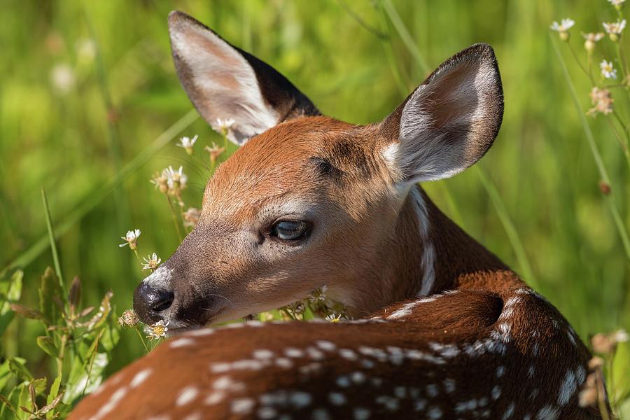 Fawn over the Shoulder Photograph by Liza Eckardt