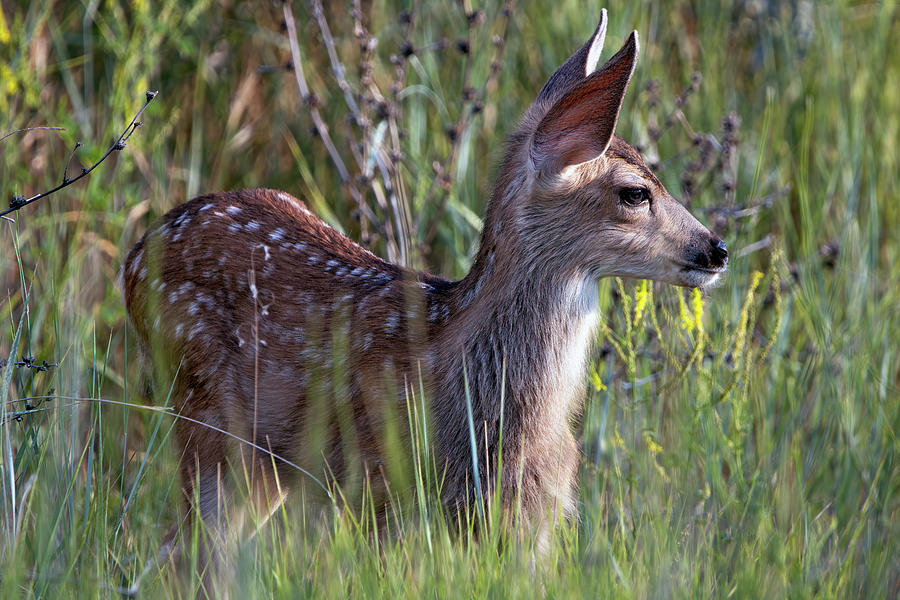 Cute Fawn with Ears Perked Photograph by Laurel Gale - Fine Art America