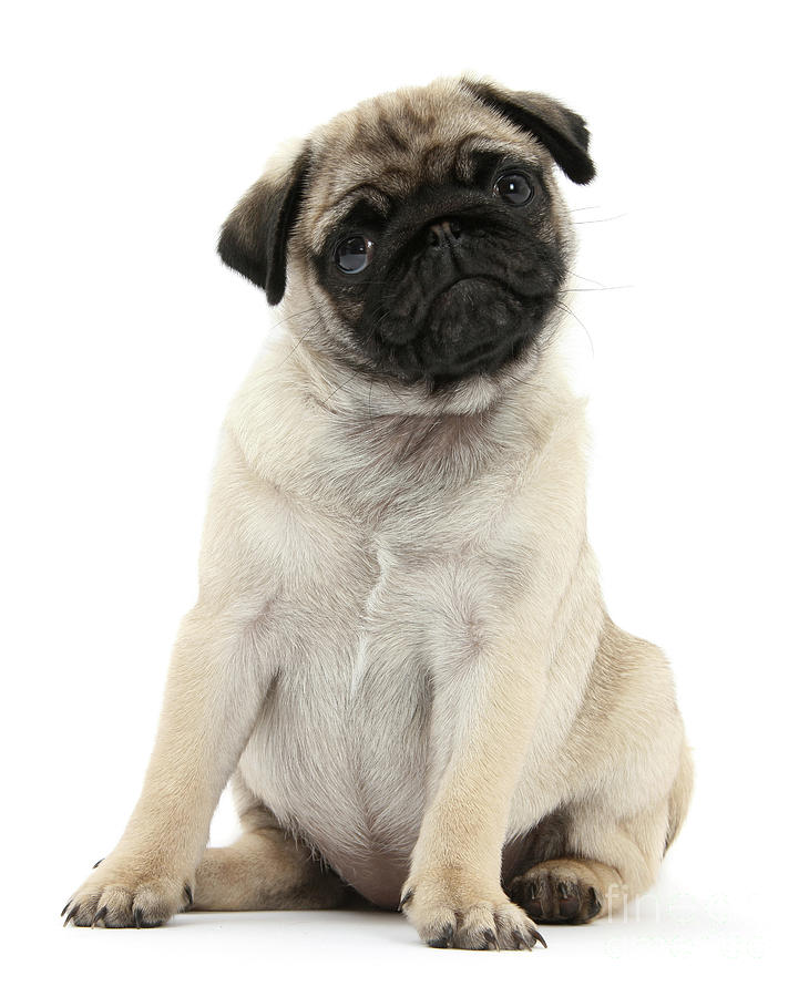 Fawn Pug pup, 8 weeks old, sitting Photograph by Warren Photographic