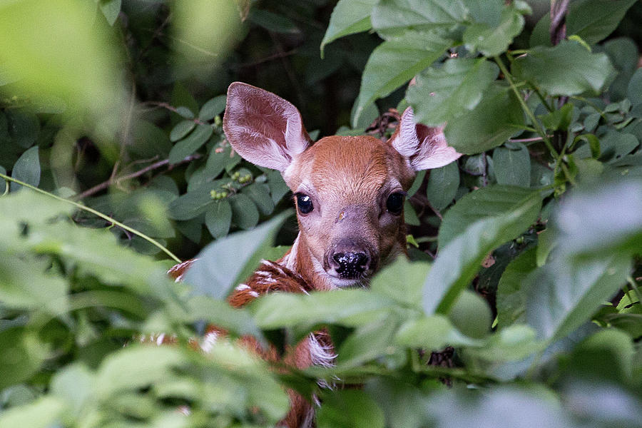 Fawn Resting in Greens Photograph by Denise Kopko