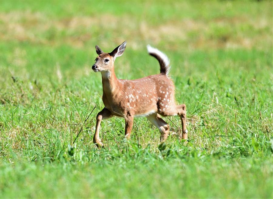 Fawn running in the Field Photograph by Jo-Ann Matthews - Pixels