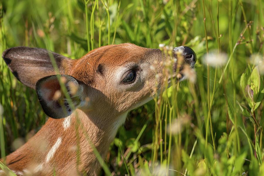 Fawn Smelling the Wildflowers Photograph by Liza Eckardt