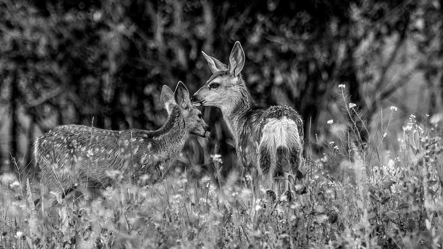 Fawn Twins in the Wildflowers, Black and White Photograph by Marcy Wielfaert