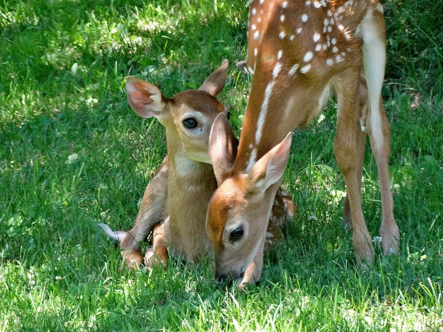 Fawn Twins Photograph by Susan Sam