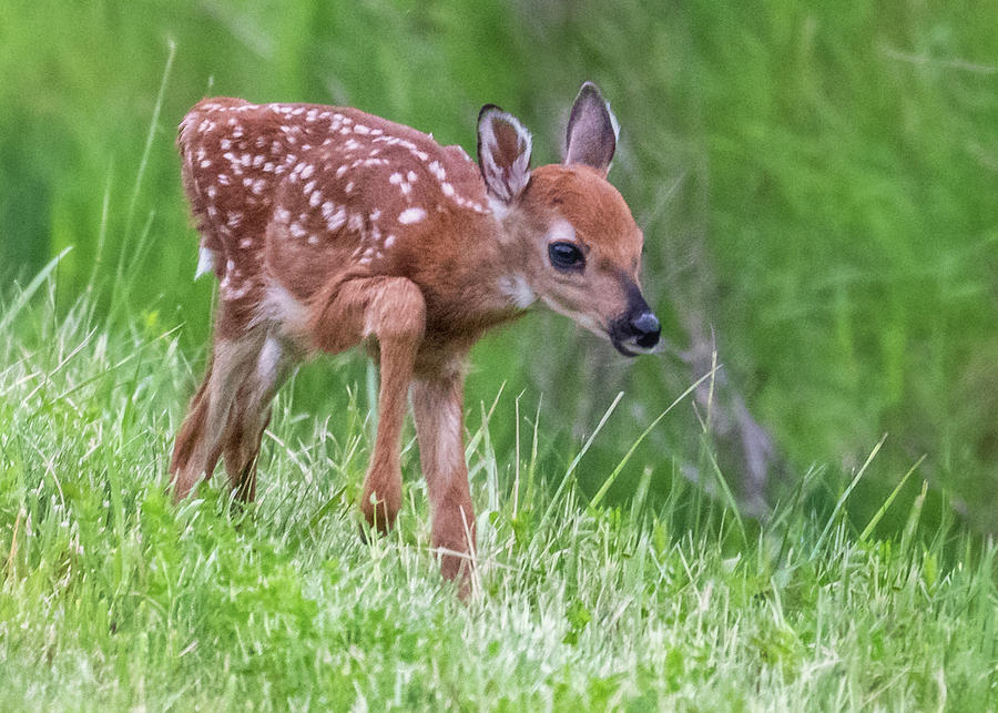 Fawn Wandering Photograph by Cora Ahearn - Fine Art America