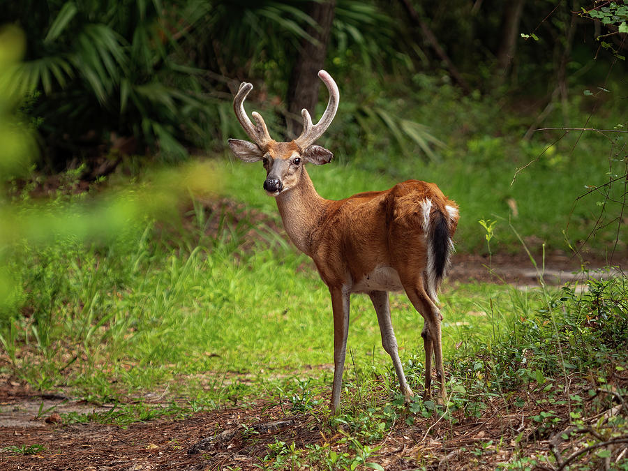 Fawn'd of You Photograph by Holton Media - Fine Art America