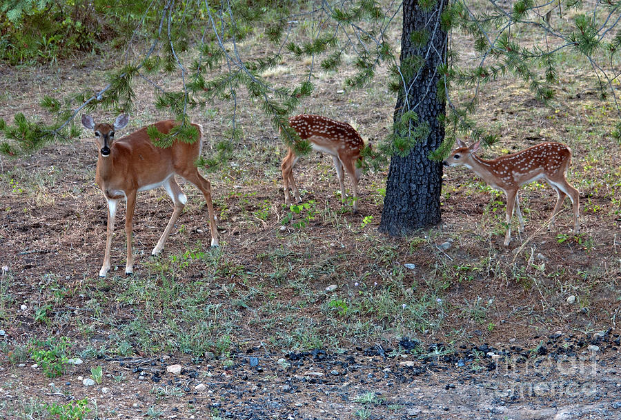 Fawns and mom Photograph by Cindy Murphy