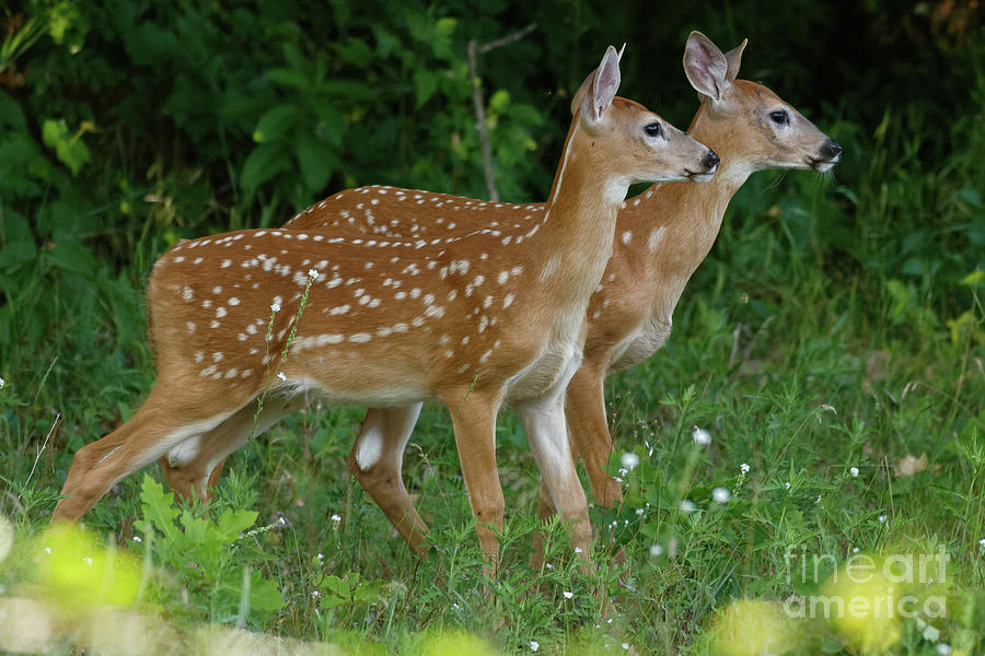 Deer Photograph - Fawns at Dusk by Natural Focal Point Photography