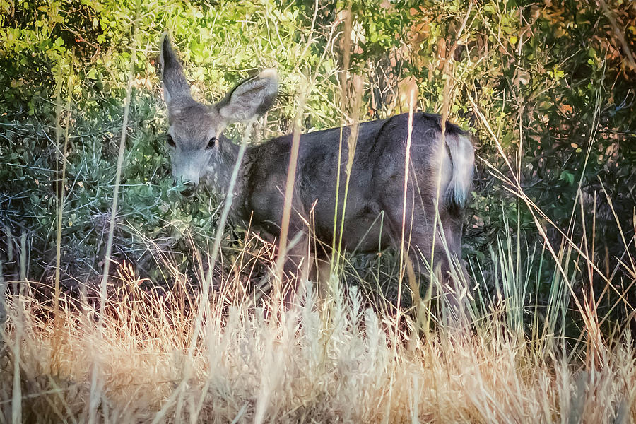 Fawns Breakfast At Garden Of The Gods Photograph