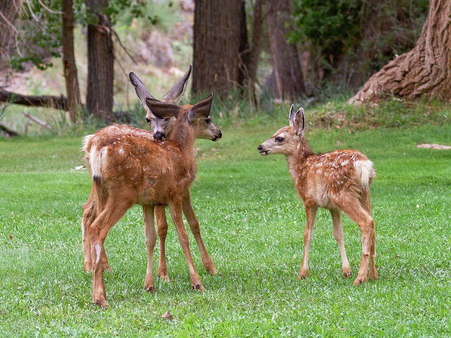 Fawns Photograph by James Marvin Phelps