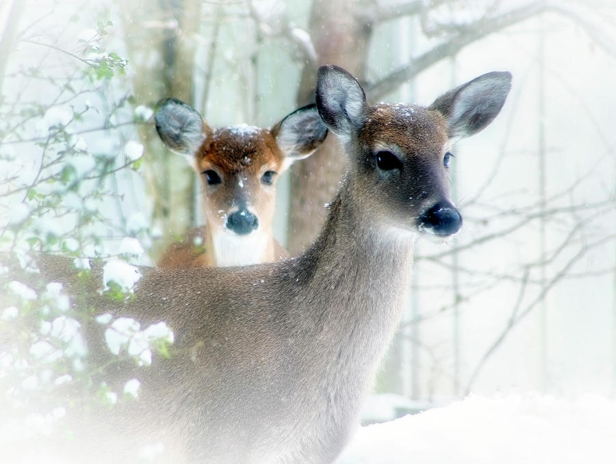 Fawns On A Snowy Day Photograph by Laura Vilandre