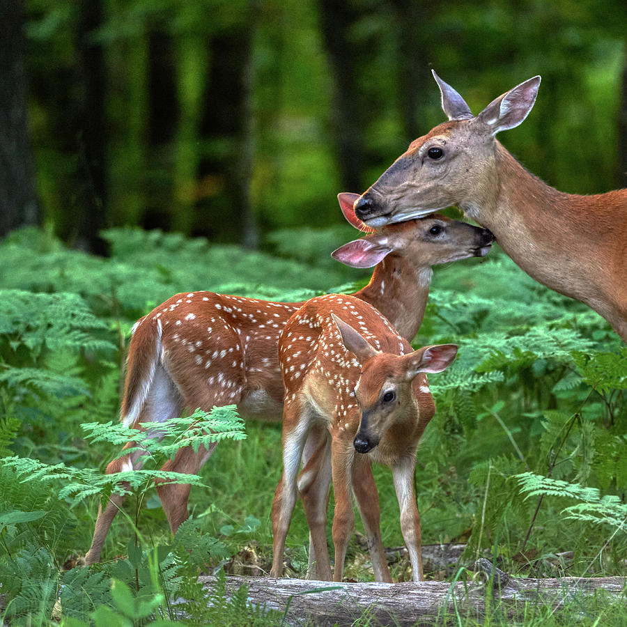 Fawns with Mama Photograph by Paul Freidlund