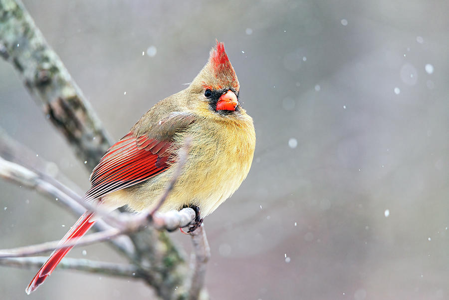 Fc 32 Female Cardinal Photograph By John Radosevich Fine Art America