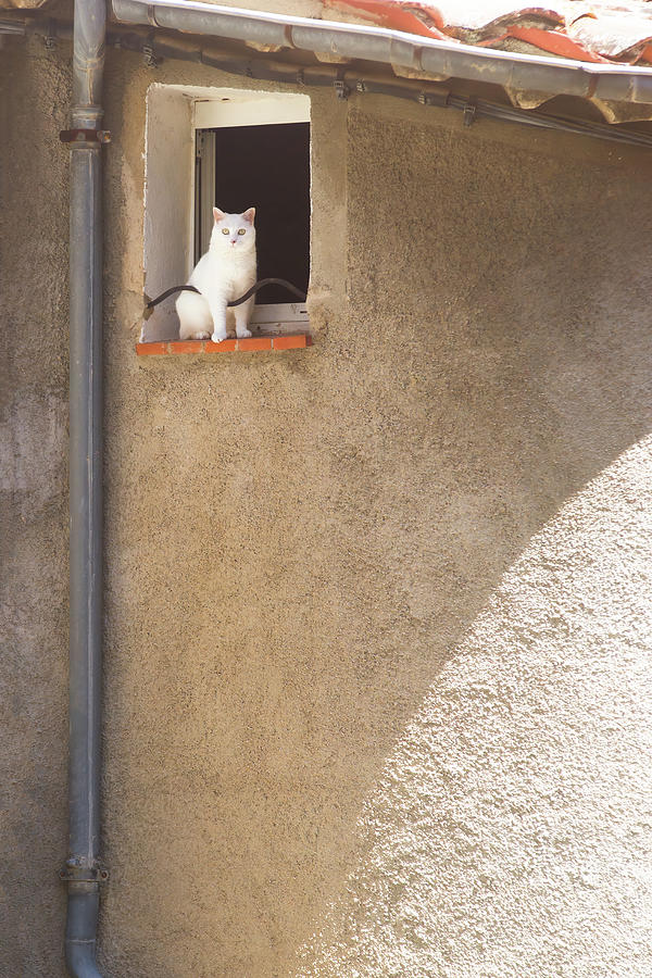 Fearless cat Photograph by Jean-Luc Farges