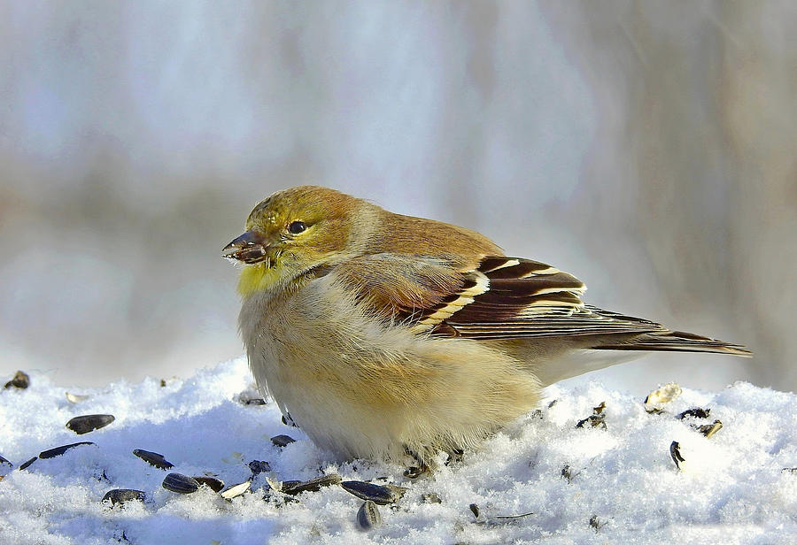 Finch Photograph - Feasting Finch by Carmen Macuga