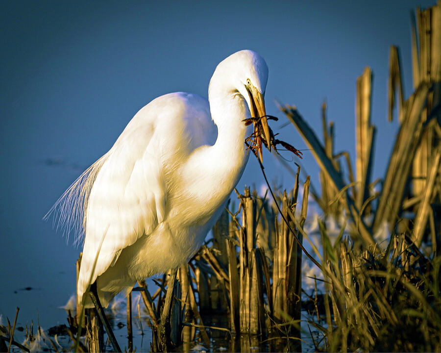 Great Egret Photograph - Feasting on Craw Fish by William Havle
