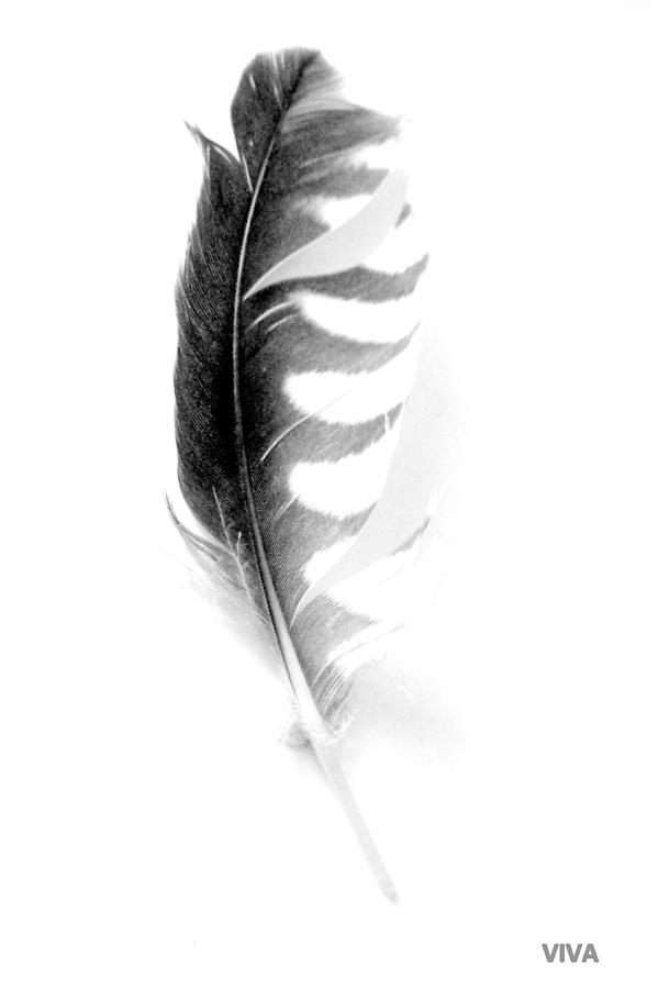 FEATHER 3 -  Vertical Photograph by VIVA Anderson