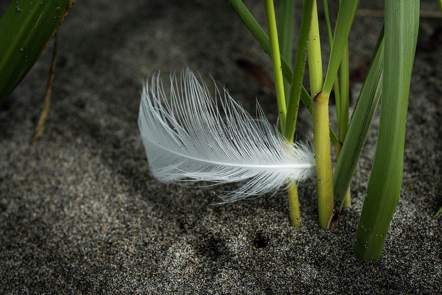 Feather and Beach Grass Photograph by Robert Potts