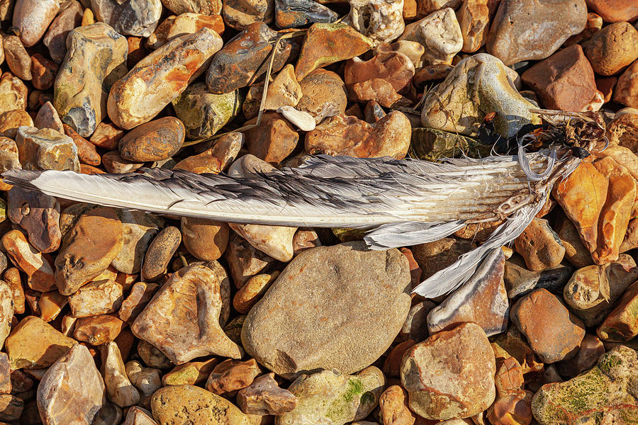 Feather and Pebbles Photograph by Richard Donovan